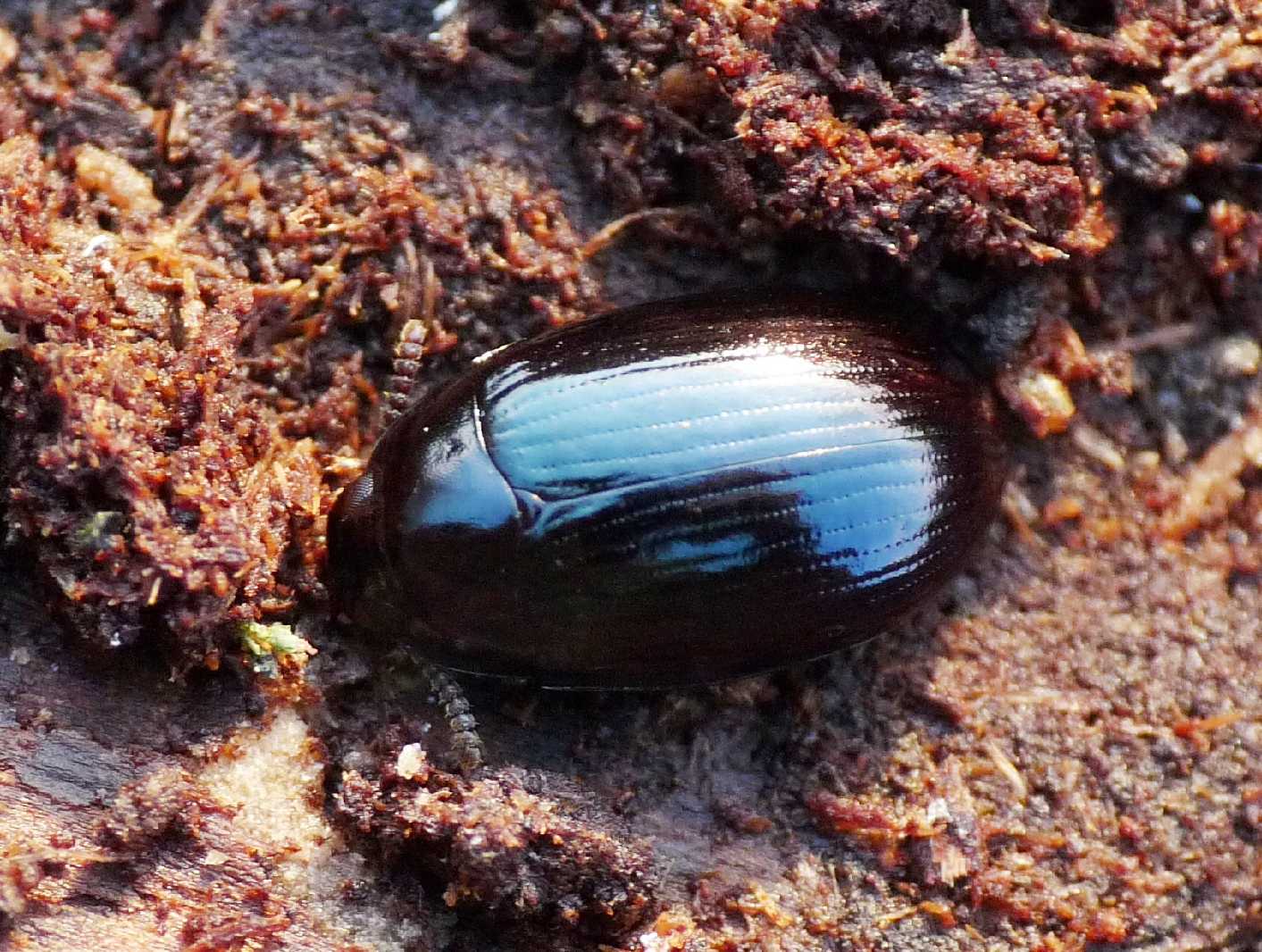Tenebrionidae? Si, Platydema violaceum